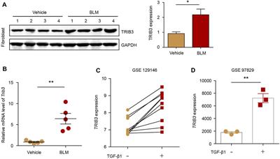 TRAF6 Suppresses the Development of Pulmonary Fibrosis by Attenuating the Activation of Fibroblasts